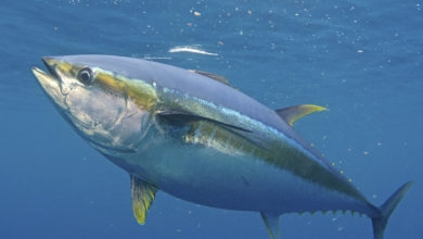 Photo of Does India need a tuna on the plate?